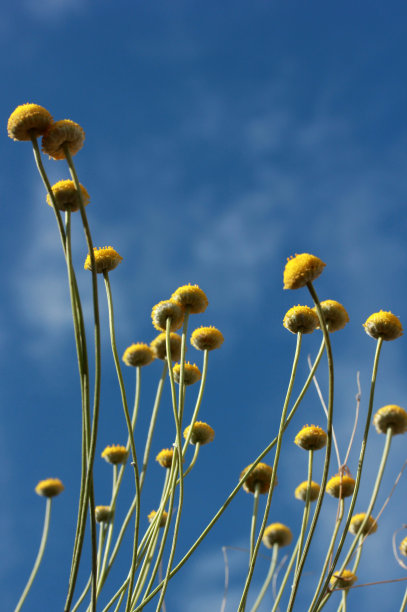 野花,,小花,野菊花