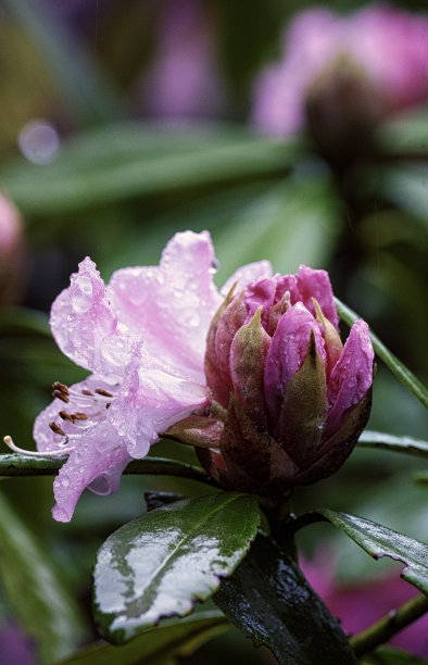 杜鹃花枝