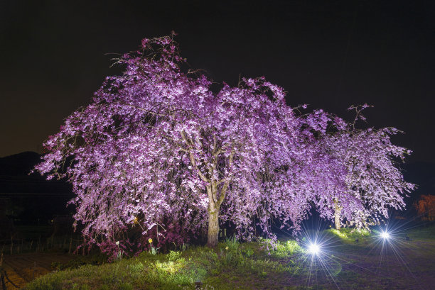 夜幕下的樱花树