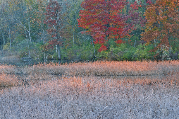 秋季金色森林湿地