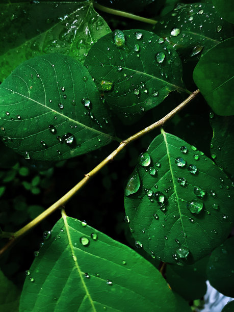 雨后绿叶 水滴 植物 