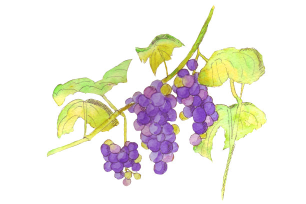新鲜的紫色葡萄图片