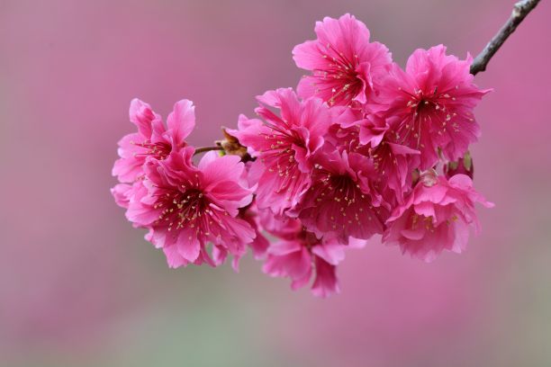 樱桃花卉设计