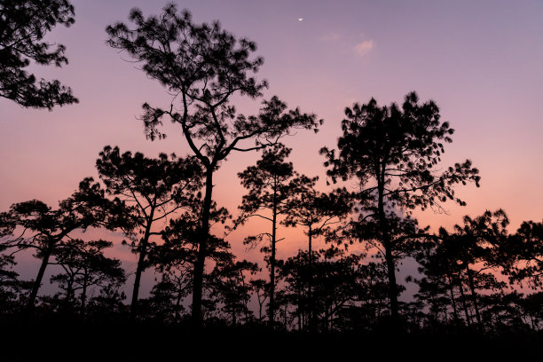 景观松树夜景