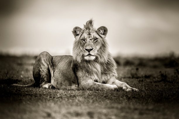 狮子孤立
