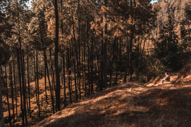 寂静山林小路