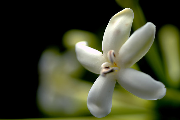 艳丽木槿花