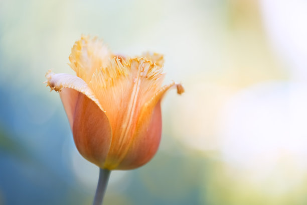 郁金香花特写