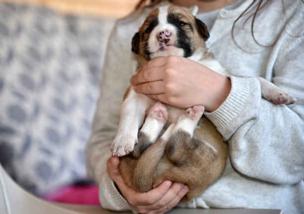 牧羊犬可爱