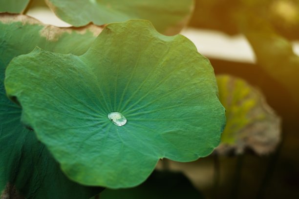 雨荷