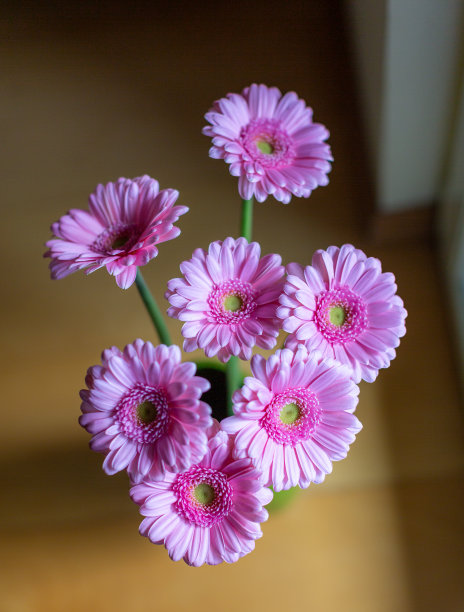 浪漫粉色非洲菊