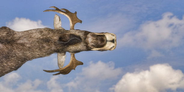 鹿logo,动物logo
