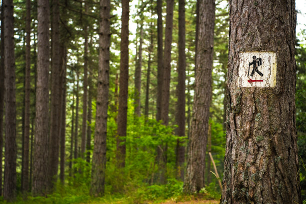森林指示牌