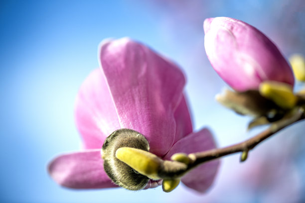 粉红色的兰花（蝴蝶兰）