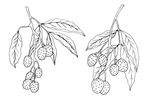 枝头荔枝