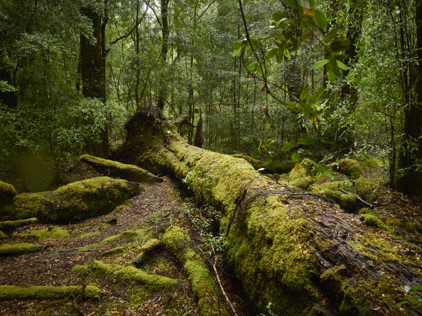 树林绿树