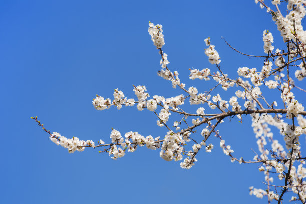 杏花时节