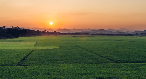 夕阳下稻田美景