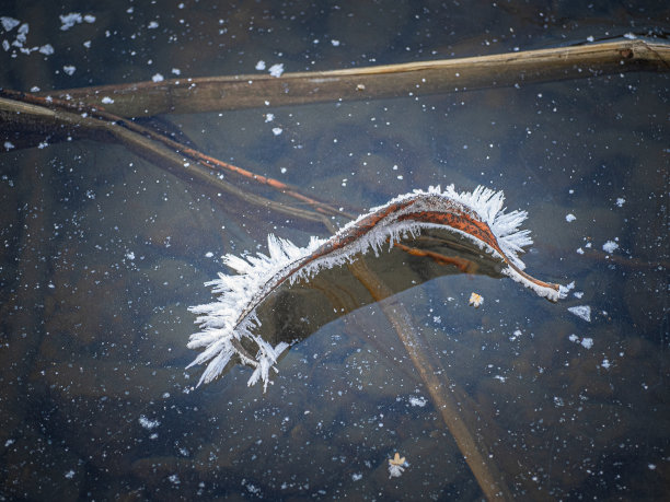 寒露霜降立冬小雪