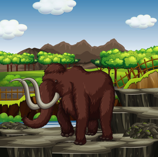 野生动物大象野兽背景