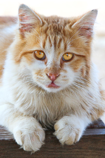 黄斑纹猫