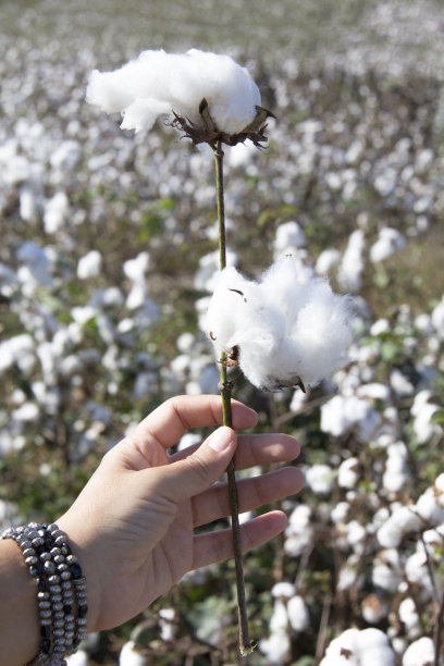 成熟棉花