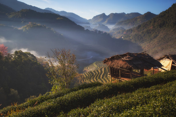 高山茶树