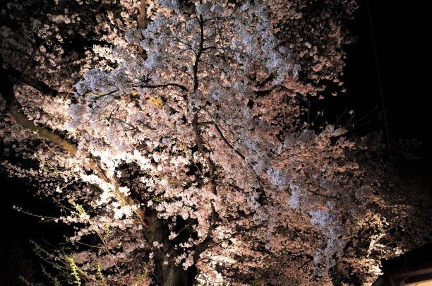 夜幕下的樱花树