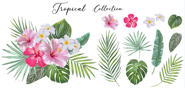 热带植物插画