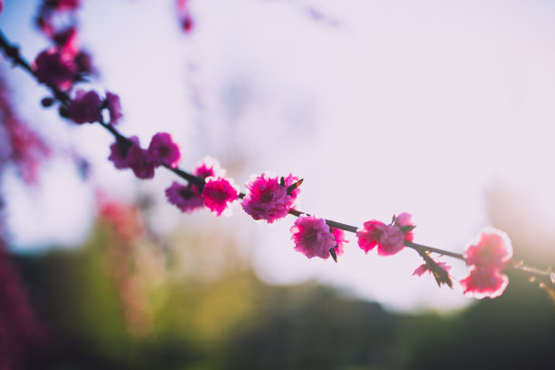 高清春天绚丽粉红色樱花实拍