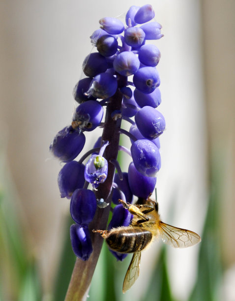 蜜蜂采花