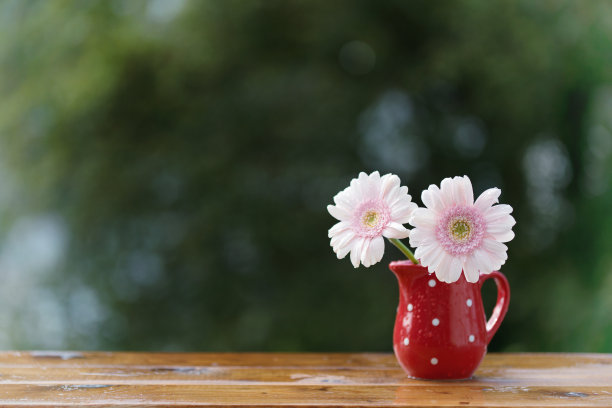 浪漫粉色非洲菊