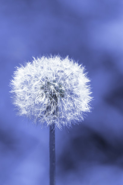 季节,夏天,春天