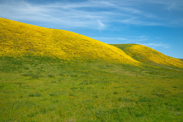 黄和平原草地