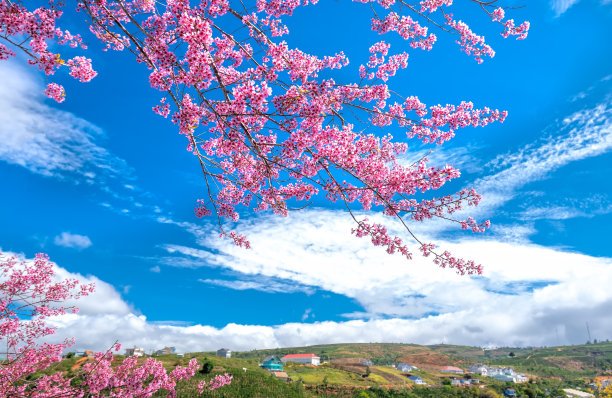 桃花田园