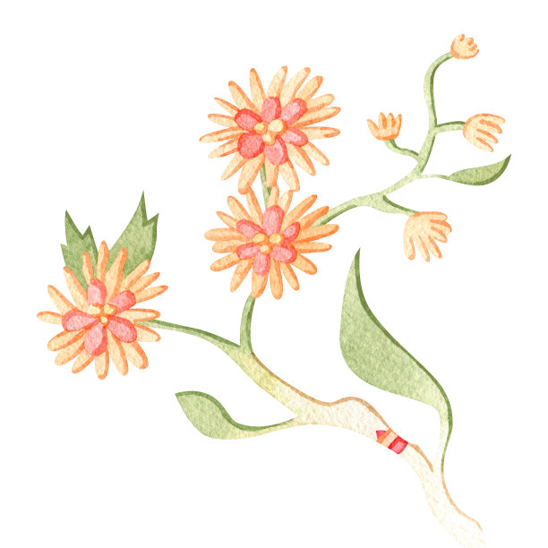 水彩春季花园花卉植物插画