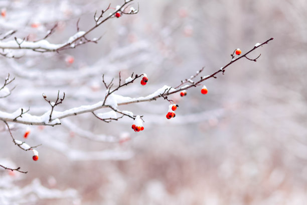 积雪寒冷小雪小寒大寒