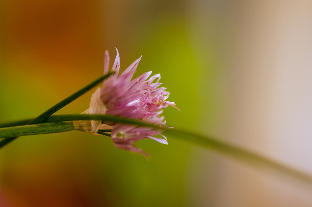 紫色花丛花草