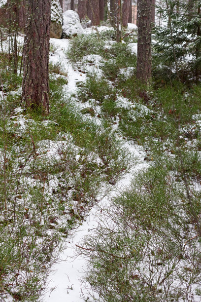 下雪后的操场