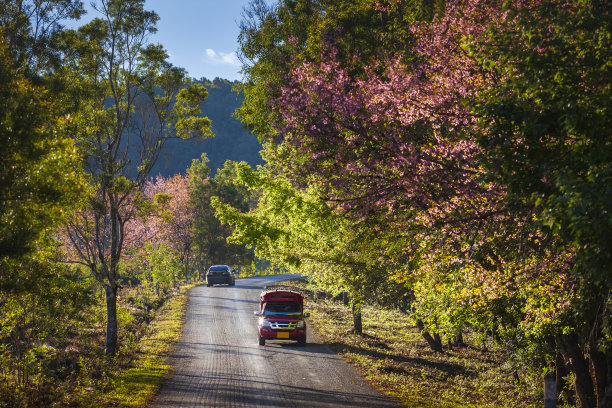 樱花路