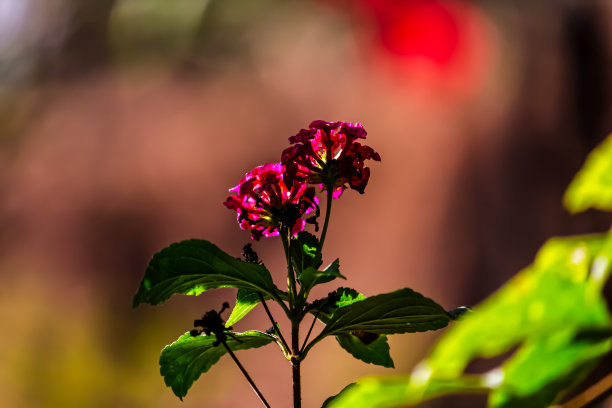 马樱丹花