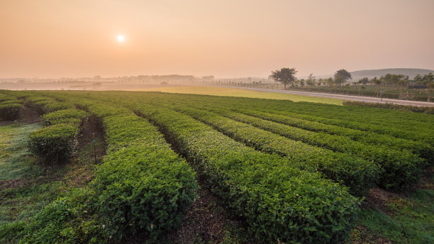 高山绿茶