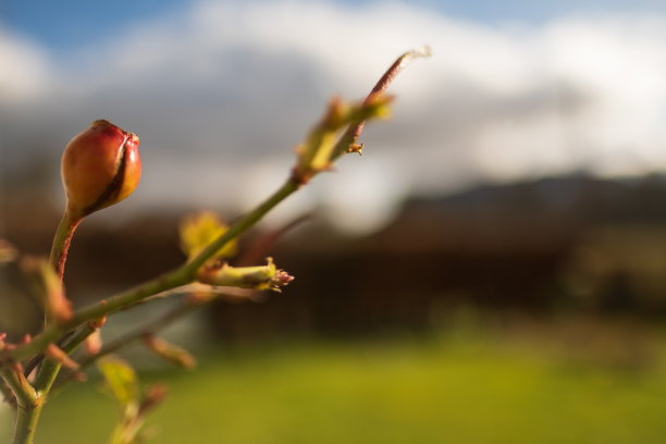 玫瑰花树