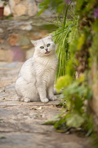 机警的猫咪