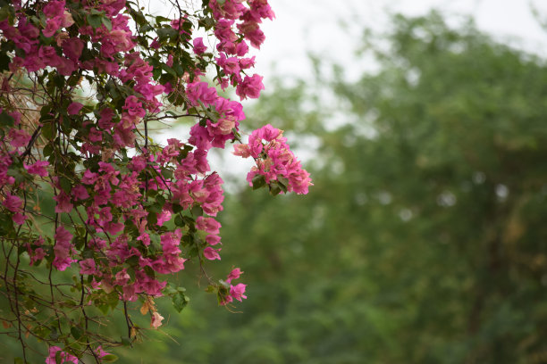 光叶子花