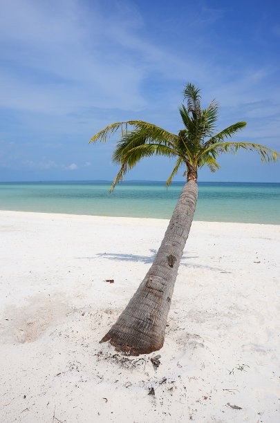 海边岛屿海水椰子树热带树木
