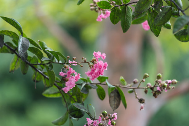 紫薇花树