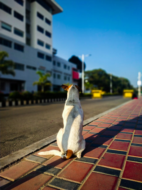 小路和狗狗