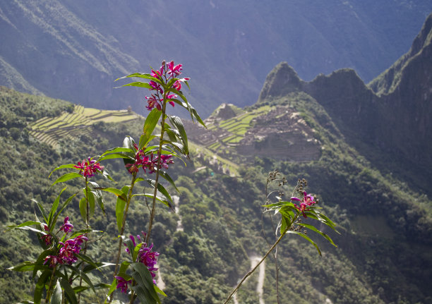 兰花风景 