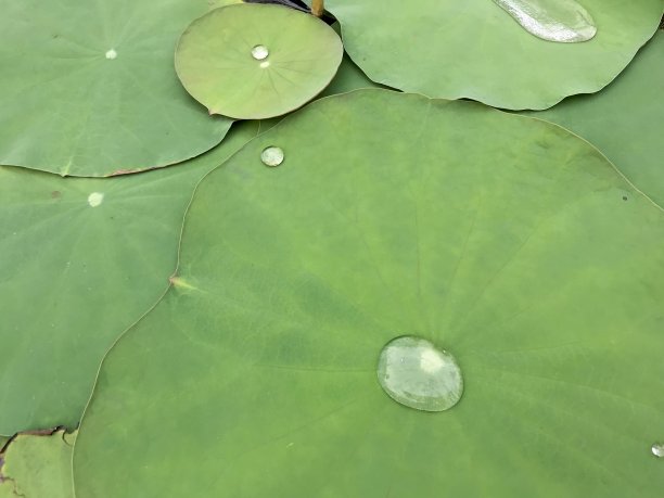 莲花叶素材